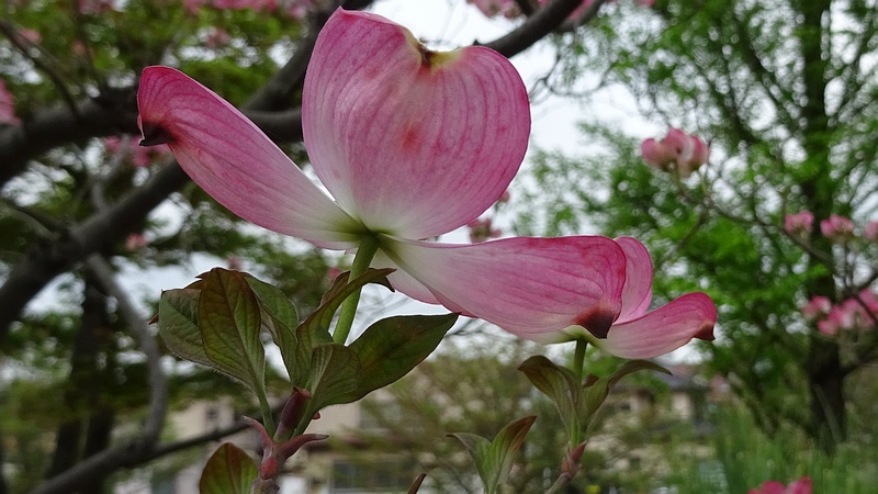 ハナミズキの花 川崎市幸区創造のもり