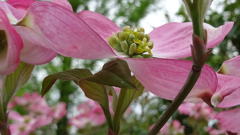 ハナミズキの花 川崎市幸区創造のもり