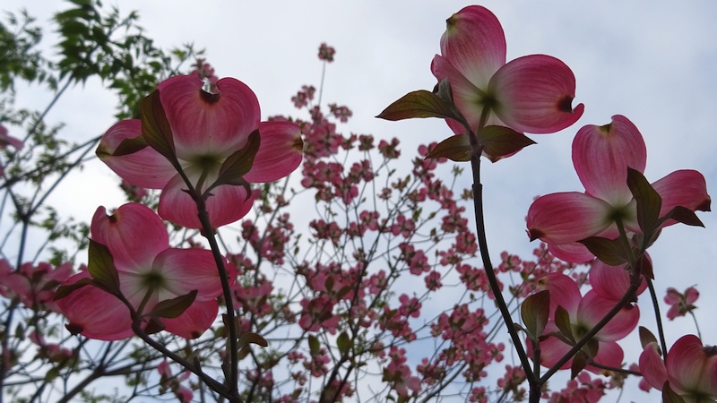 ハナミズキの花 川崎市幸区創造のもり