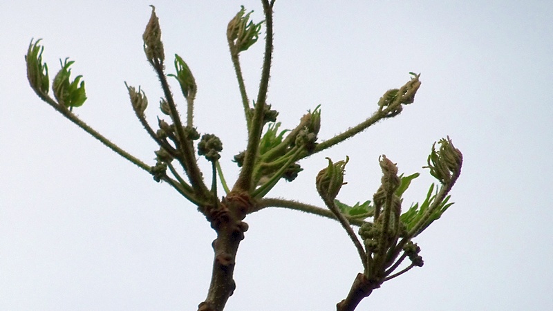 センダンの蕾 川崎市幸区さいわいふるさと公園