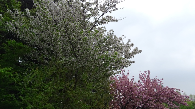 コブクザクラの花と若い果実 川崎市幸区さいわいふるさと公園