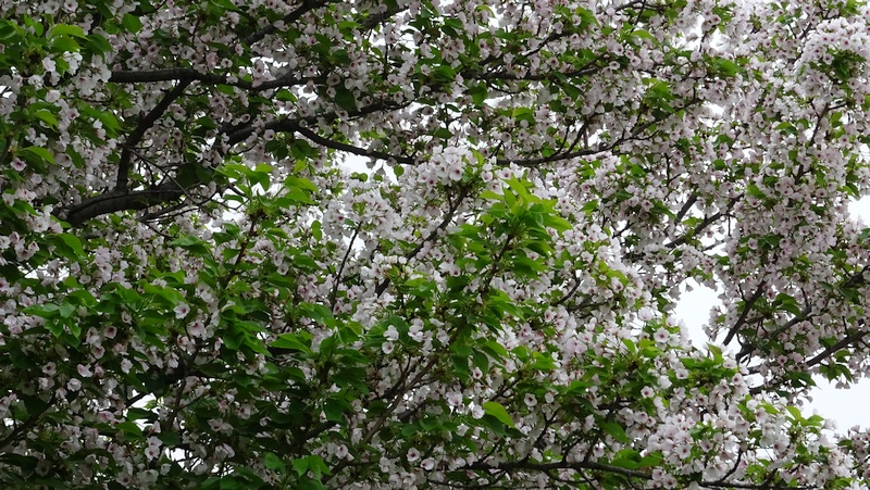 コブクザクラの花と若い果実 川崎市幸区さいわいふるさと公園