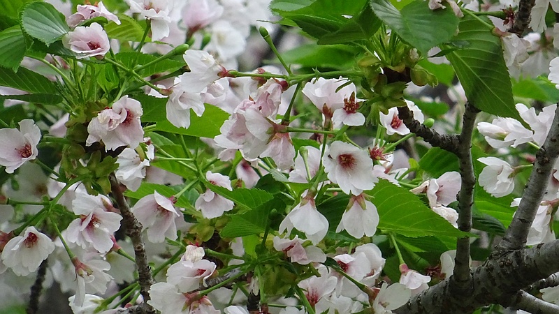 コブクザクラの花と若い果実 川崎市幸区さいわいふるさと公園