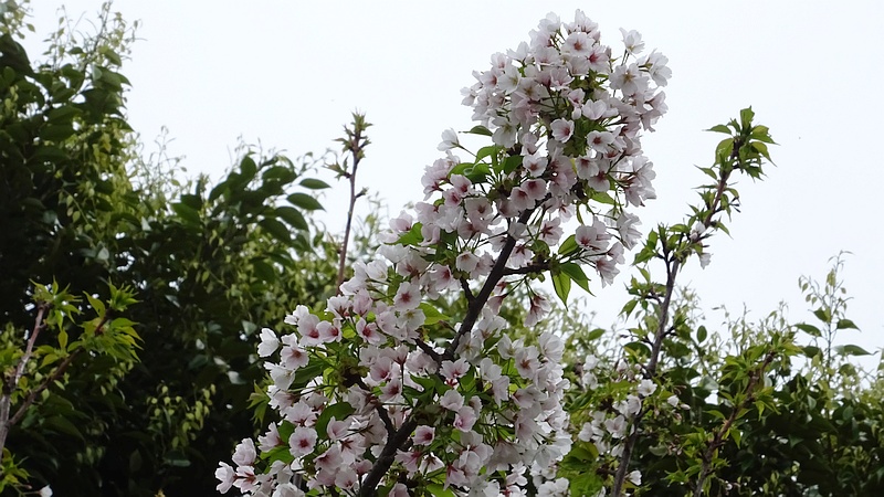 コブクザクラの花と若い果実 川崎市幸区さいわいふるさと公園