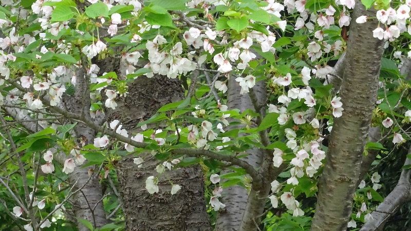 コブクザクラの花と若い果実 川崎市幸区さいわいふるさと公園