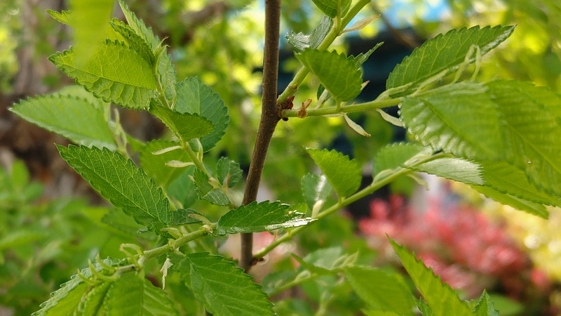 アキニレの托葉 川崎市幸区