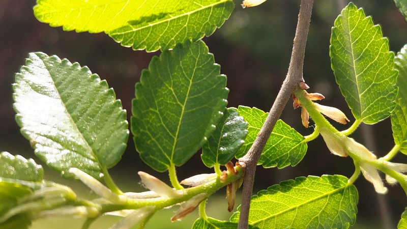 アキニレの托葉 川崎市幸区