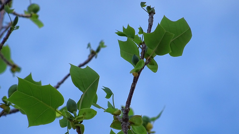 ユリノキの蕾 川崎市幸区創造のもり