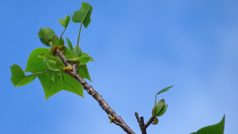 ユリノキの蕾 川崎市幸区創造のもり