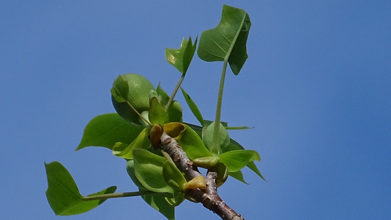 ユリノキの蕾 川崎市幸区創造のもり