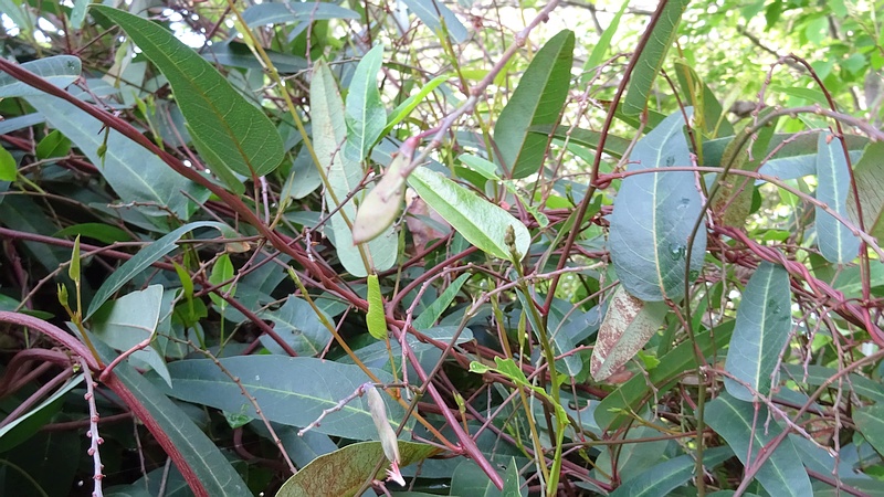 ヒトツバマメの若い果実 川崎市幸区さいわいふるさと公園