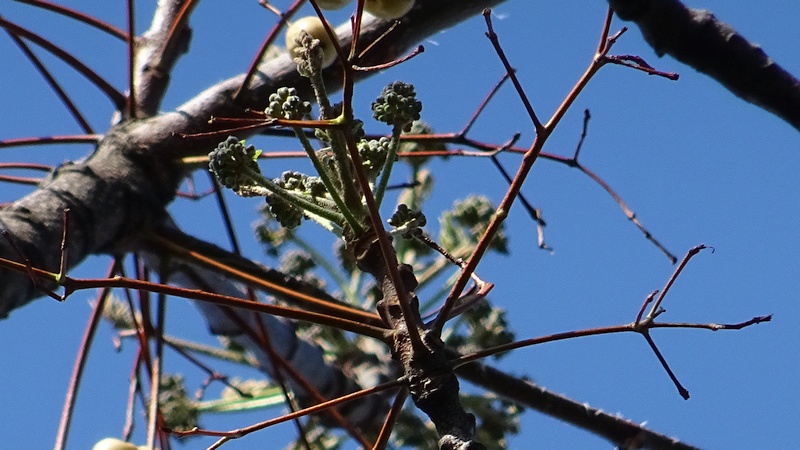 センダンの果実と蕾 川崎市幸区さいわいふるさと公園