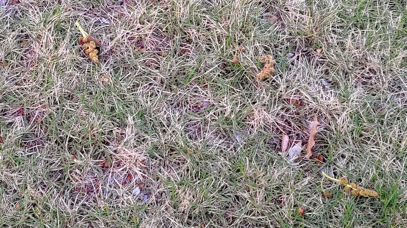 地上に落ちたモミジバフウの雄花 川崎市幸区創造のもり