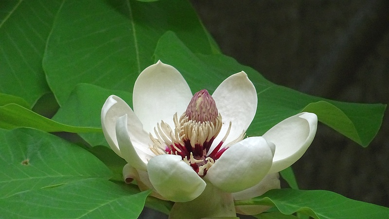 ホオノキの花