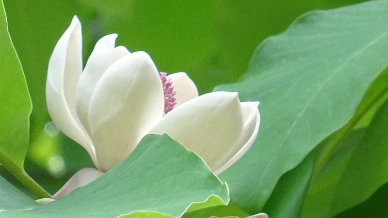 ホオノキの花