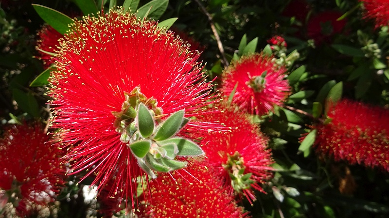 ブラシノキの花