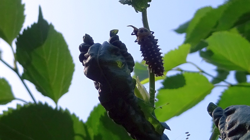 クワのハラグロオオテントウの幼虫
