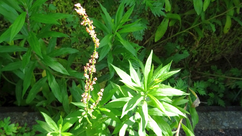 ヒメスイバの雄花