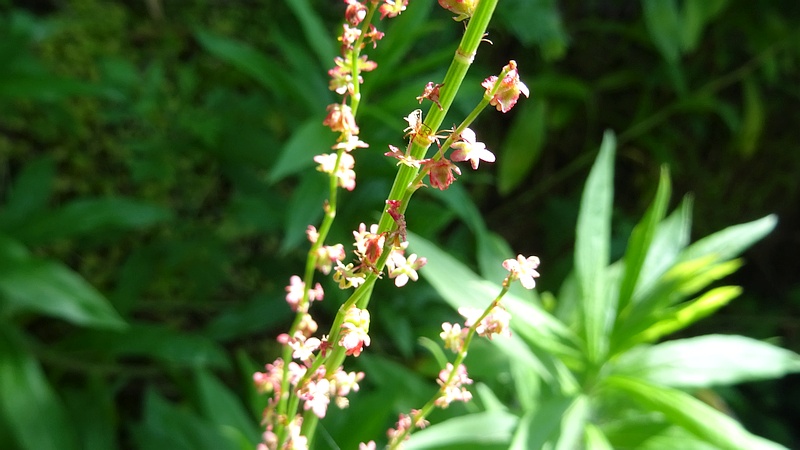 ヒメスイバの雄花