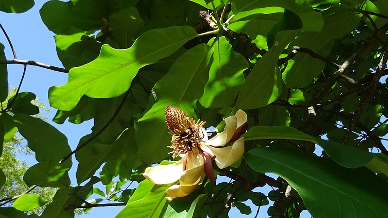 ホオノキの花