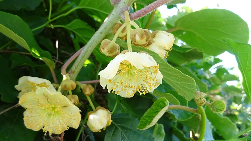 キウイの雄花