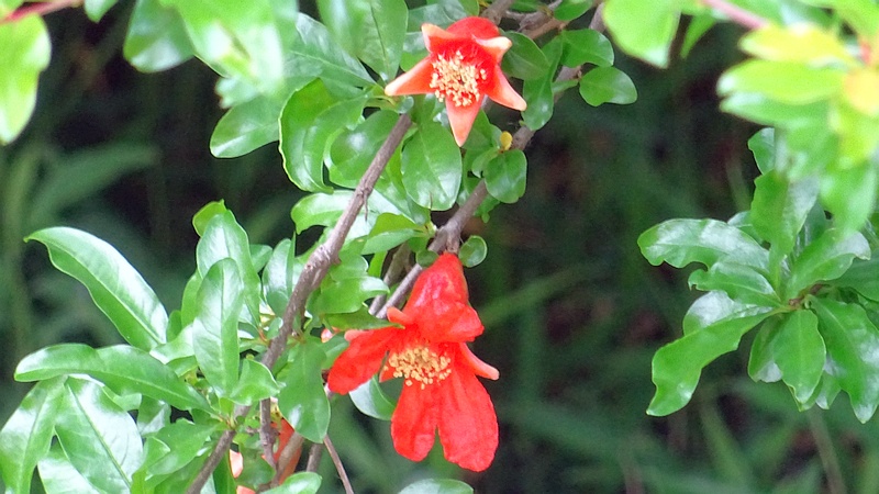 ザクロの花