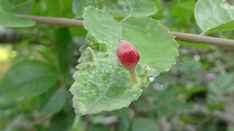 ケヤキヒトスジワタムシの虫瘤