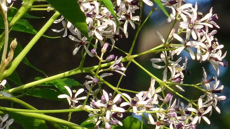 センダンの花