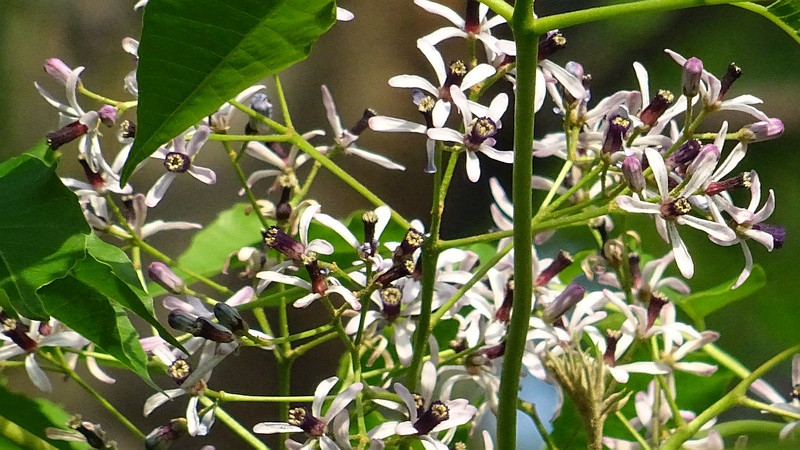 センダンの花