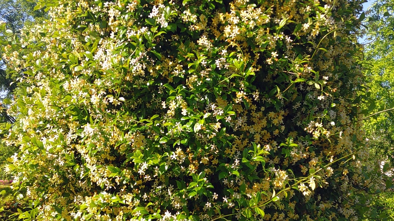 テイカカズラの花