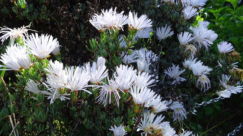 マツバギクの花