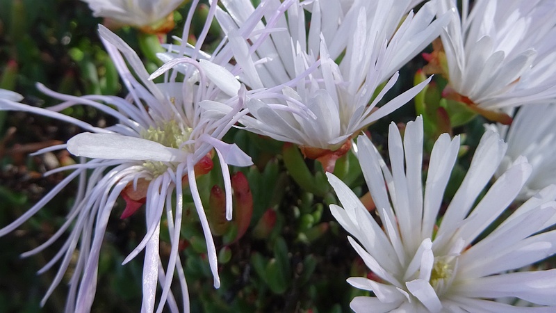 マツバギクの花
