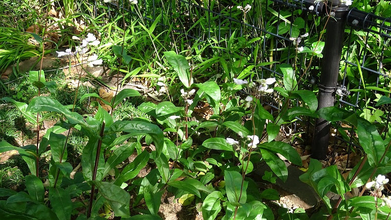 シロツリガネヤナギの花