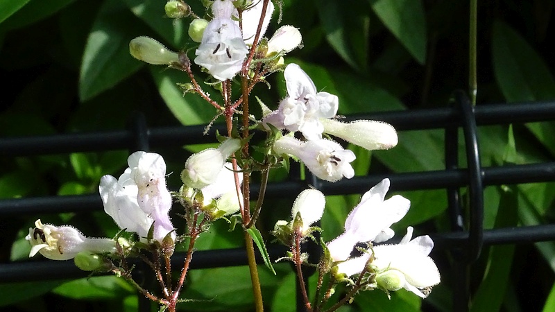 シロツリガネヤナギの花