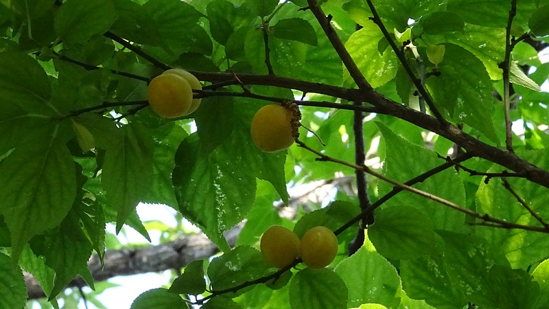 スモモの果実