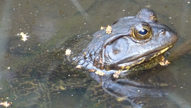 ウシガエル