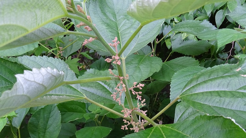 カラムシの花