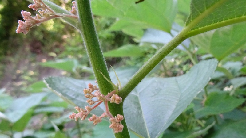 カラムシの花
