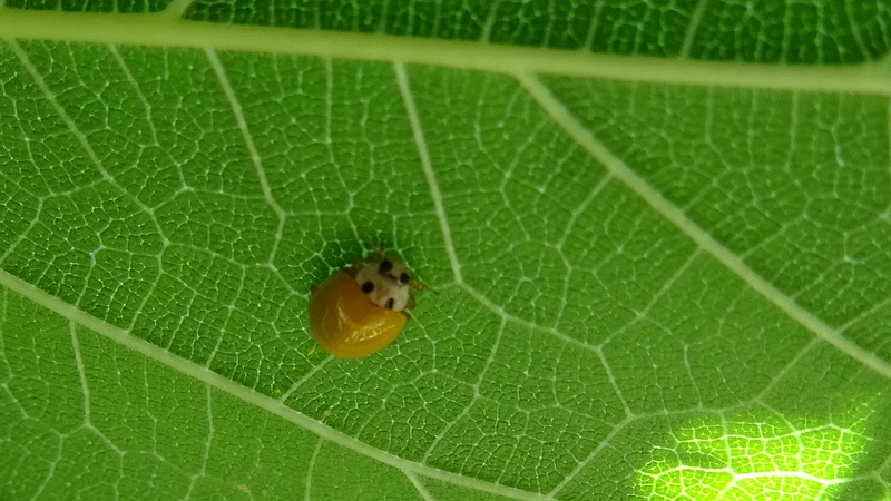 クワのキイロテントウ