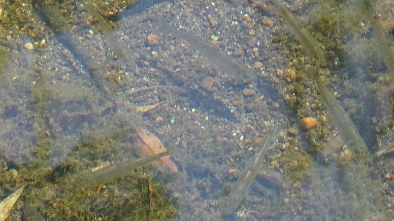 カワムツの稚魚