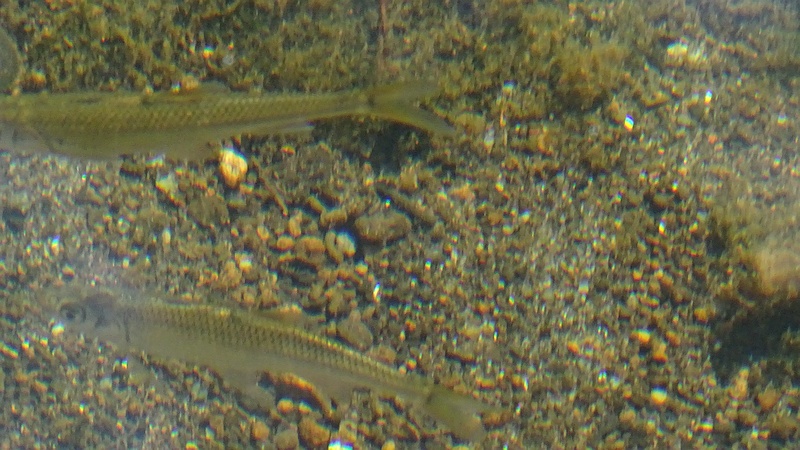 カワムツの稚魚