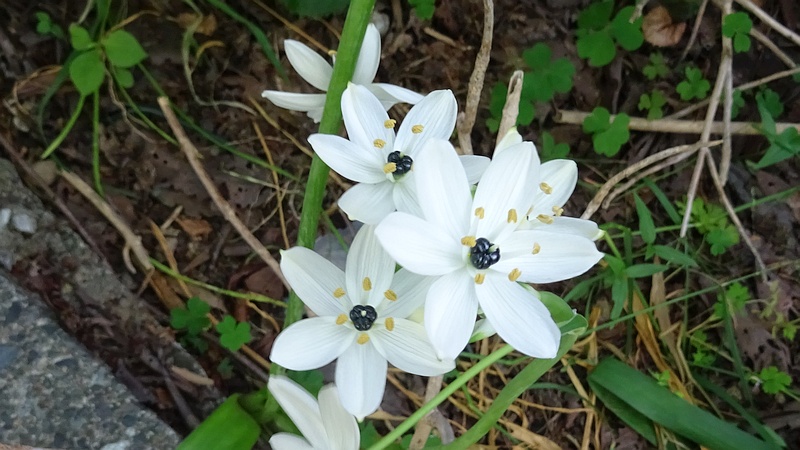 クロボシオオアマナの花