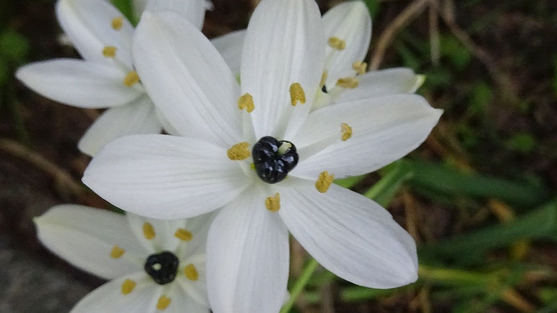 クロボシオオアマナの花