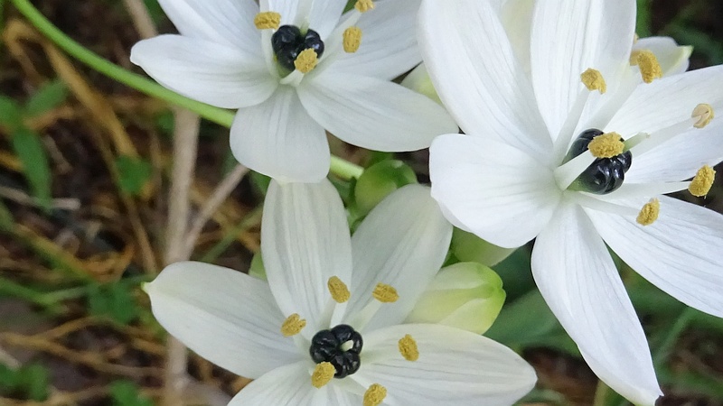 クロボシオオアマナの花