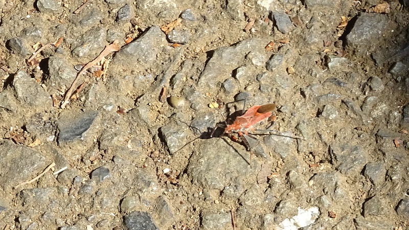 アカサシガメ