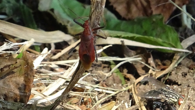 アカサシガメ