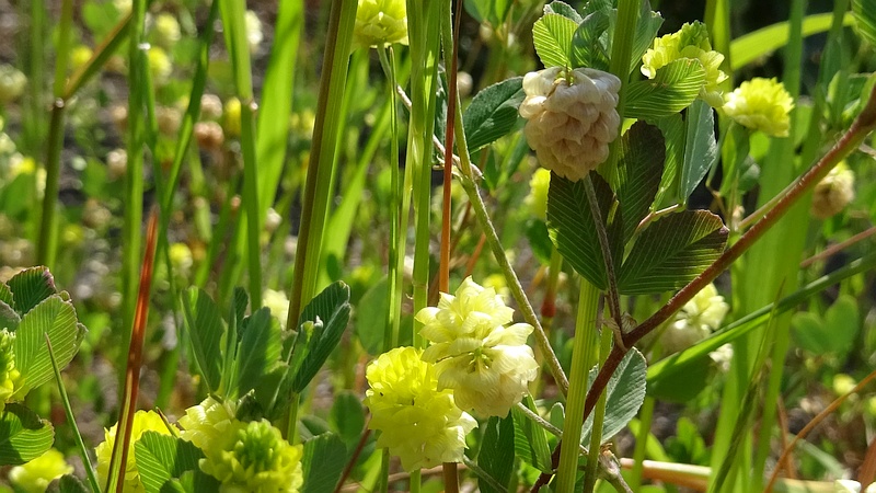 クスダマツメクサの花