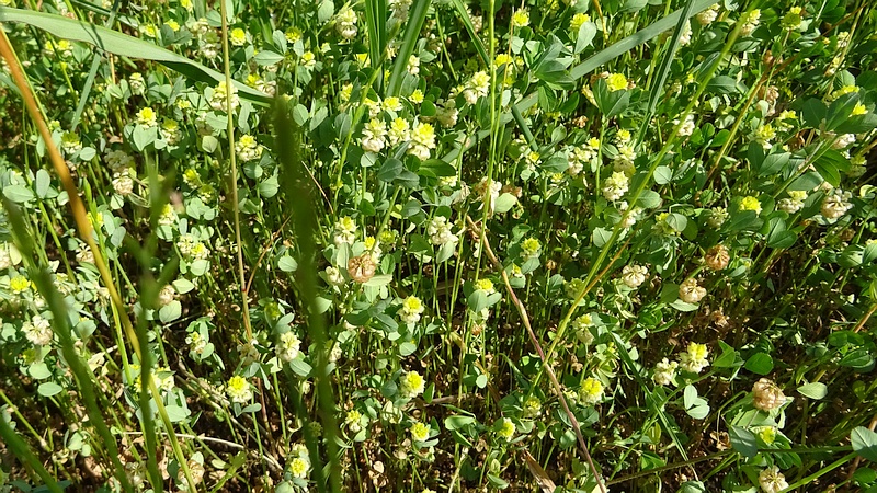 クスダマツメクサの花