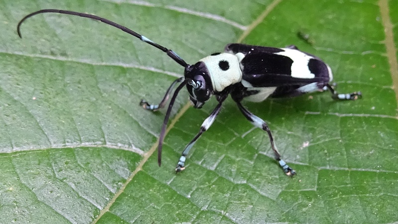 カラムシのラミーカミキリ♀
