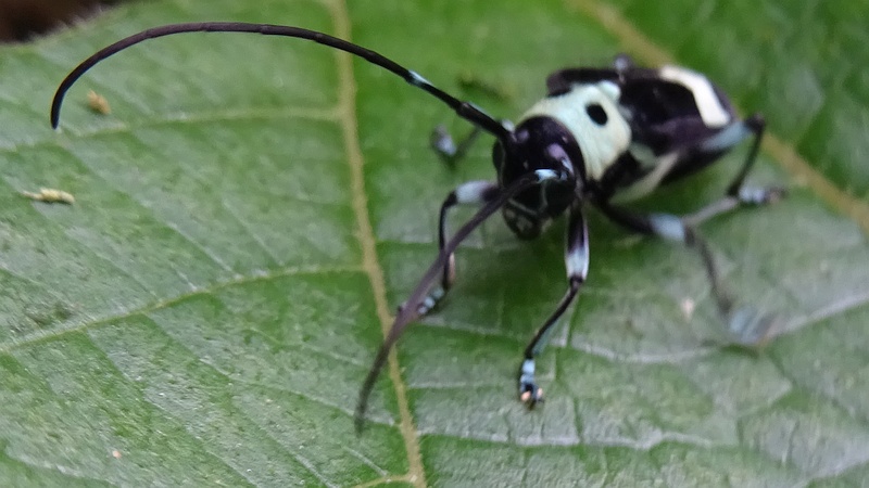 カラムシのラミーカミキリ♀